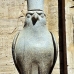 temple_edfu_lux_v_0172_egy2855.jpg